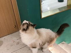 -飞行喵MR PILOT|猫舍·猫咖(静安大融城店)