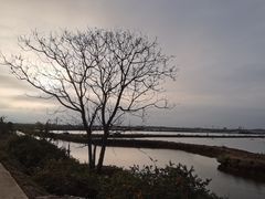 -大湾区中央湿地公园