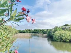 -上海吴淞炮台湾国家湿地公园