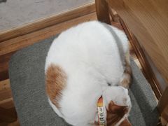 -猫的天空之城概念书店(苏州平江店)