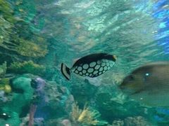 -瑞普利水族馆