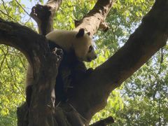 -都江堰中华大熊猫苑