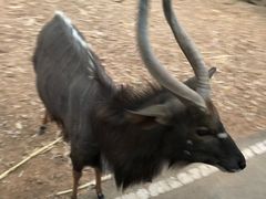 -清迈夜间动物园