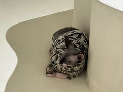 -爱宠屋pet shop·宠物洗澡·宠物美容