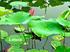 -大兴滨河森林公园