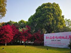 -金鸡湖桃花岛