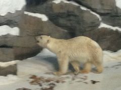 iphone_upload_pic-秦皇岛乐岛海洋王国