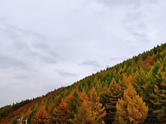 -苏木山森林公园