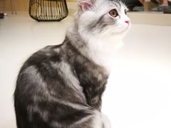-飞行喵MR PILOT|猫舍·猫咖(静安大融城店)