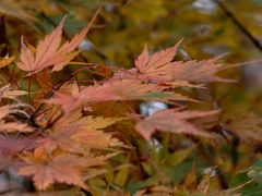 -山王坪喀斯特国家生态公园
