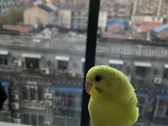 -怪兽屋·羊驼·猫咖·狗咖(俊华广场店)