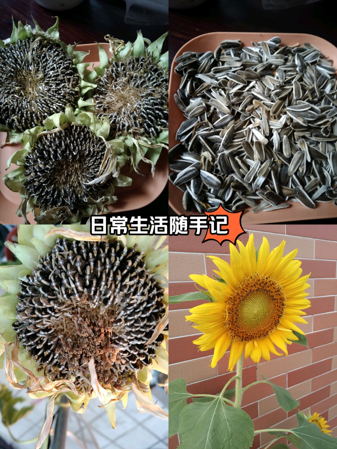 瓜子的发芽过程图片图片