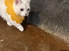 -猫猫幼稚园·撸猫·桌游·电玩