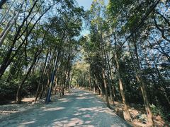 -火炉山森林公园