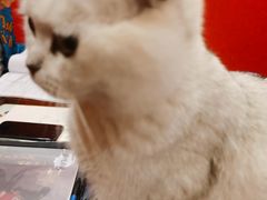 -猫尾侦探俱乐部·剧本杀·狼人杀