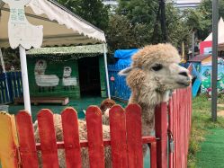 -萌宠亲子动物乐园(槐房万达店)