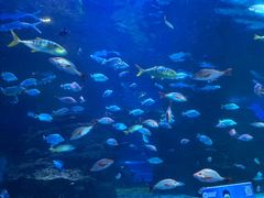 -太平洋海底世界