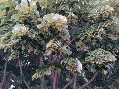 -大连植物园