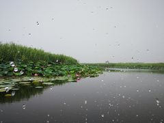 -白洋淀景区