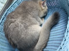 -纳吉亚猫专科动物医院博雅分院