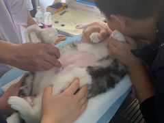 -关爱动物医院·心脏·中兽医·异宠(金牛路分院)