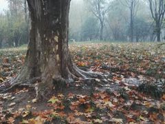 -习家池