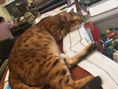-猫色咖啡·猫咖