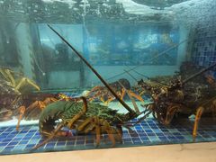 -顺峰(农展馆店)