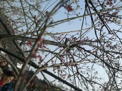景点-香雪海