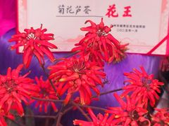 -越秀西湖花市(广州城市广场花卉店)
