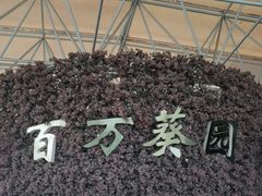 -百万葵园