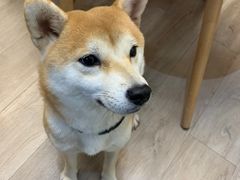 -柴迷FANS CLUB·柴犬狗咖·猫咖
