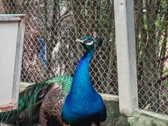 -泉州海丝野生动物世界