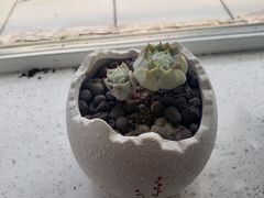 -双季花艺园艺市场(浦东店)