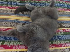 -宠福鑫康馨动物医院·骨科·眼科