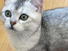 -有喵·猫咖·狗咖·30几只猫10只小狗(岗厦店)