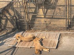 -大连森林动物园