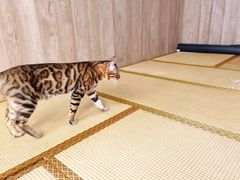 -泰国佛·塔罗·泰牌狐仙古曼