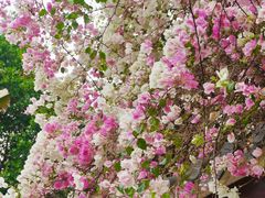 -深圳国际园林花卉博览园