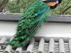 -北京麋鹿生态实验中心