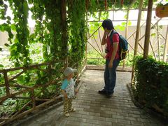 景点-观光南瓜园