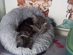 -糯米喵星人总部直营旗舰店·猫舍·幼猫出售