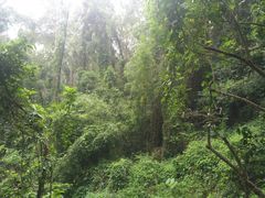 -火炉山森林公园