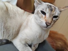 -MOCHA明星猫咖(田子坊店)