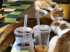 -猫猫幼稚园·撸猫·桌游·电玩