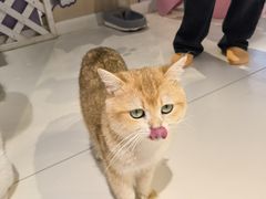 -三花喵·撸猫购宠·宠物生活馆(虹桥南丰城店)