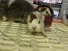-钓仓鼠(洋桥北里小区店)