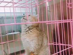 -特一安24小时宠物医院·骨科·中兽医