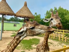 -西霞口神雕山野生动物世界