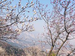 -阳台山自然风景区